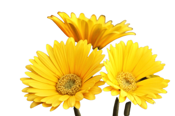 gerberas